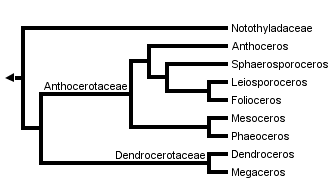 taxon links