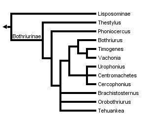 taxon links