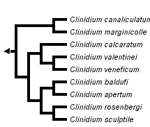 taxon links