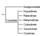 taxon links