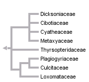 taxon links