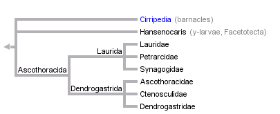 taxon links