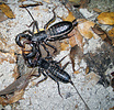 Whipscorpion or Vinegaroon (Mastigoproctus giganteus) courtship, Arizona