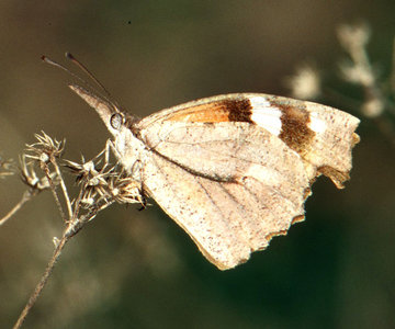 Libytheana carinenta