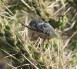 Diceroprocta apache, desert cicada