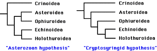 Hypotheses of relationships among Echinodermata