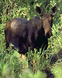 moose