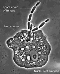 The parasite Amoebophilus simplex and its amoeba host