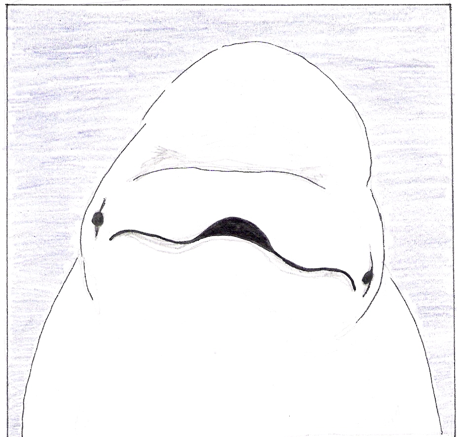 baby beluga coloring pages - photo #40