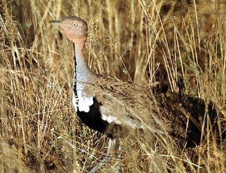 Buff-crested Bustard (Eupodotis gindiana), Samburu, Kenya