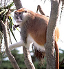 Patas monkey, red guenon