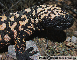 A close up view showing the head and front legs. The photo provides an excellent view of the pale peach and black bead like markings on the body.