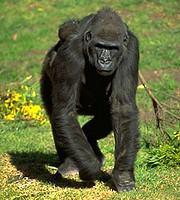 Lowland gorilla