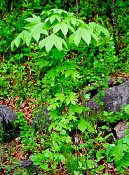 Castor aralia, Kalopanax septemlobus