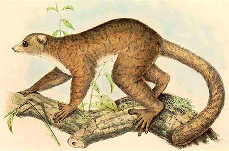 drawing of a sportive lemur