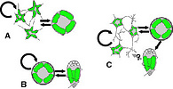 Life cycles of chlorarachniophytes