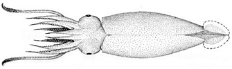 Liguriella podophtalma subadult female