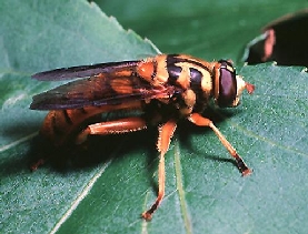 a flower fly