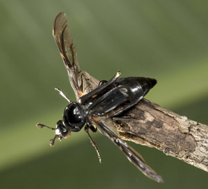 Nicrophorus kieticus about to fly