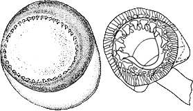 Oral view of tentacular club suckers of Nototeuthis dimegacotyle