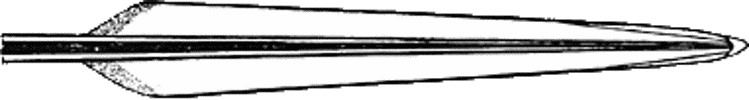 Ventral view of gladius of Nototeuthis dimegacotyle