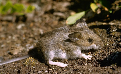 deer mouse