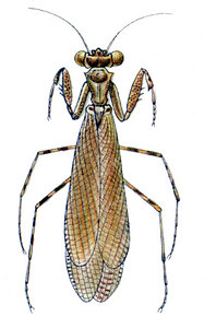 Phthersigena conspersa