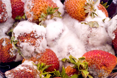 Moldy strawberries covered with Rhizopus mycelium