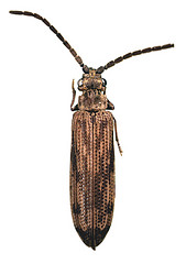 Tenomerga cinerea