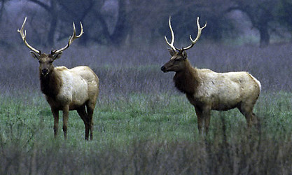 Tule elk