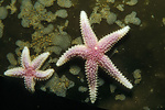 two pink and white sea stars on kelp