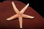 red and yellow sea star