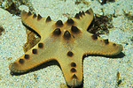 yellow and brown sea star