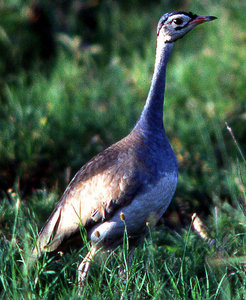 White-bellied bustard (Eupodotis senegalensis), Serengeti