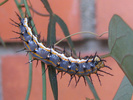 Gulf Fritillary larva