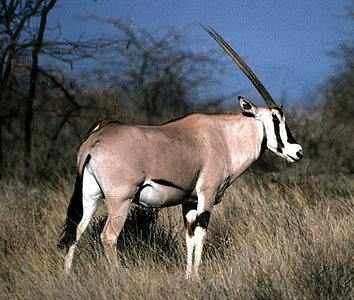 Beisa Oryx (Oryx gazella) and oxpecker in Samburu Reserve, Kenya