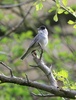 Blackcap male