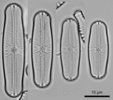 Sellaphora blackfordensis valves