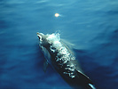 A striped dolphin surfacing in the Mediterranean Sea between France and Corsica.