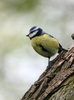 Blue tit