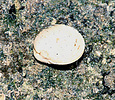 clam on rock in intertidal zone