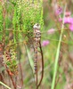 Common Hawker dragonfly - female