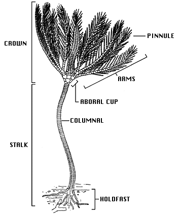 General morphology of a stalked crinoid