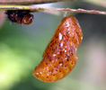 Eumaeus atala