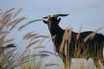 feral goat with fountain grass in foreground