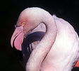 Greater flamingo