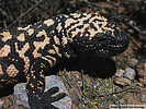 A close up view showing the head and front legs. The photo provides an excellent view of the pale peach and black bead like markings on the body.