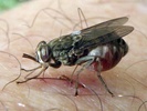 Glossina tsetse fly
