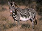 Grevy's zebra (Equus grevyi), Samburu, Kenya