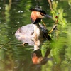 Great Crested Grebe
